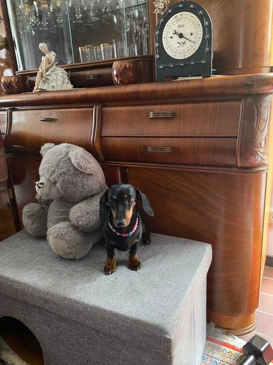 Candy von den Dackelwinzlingen