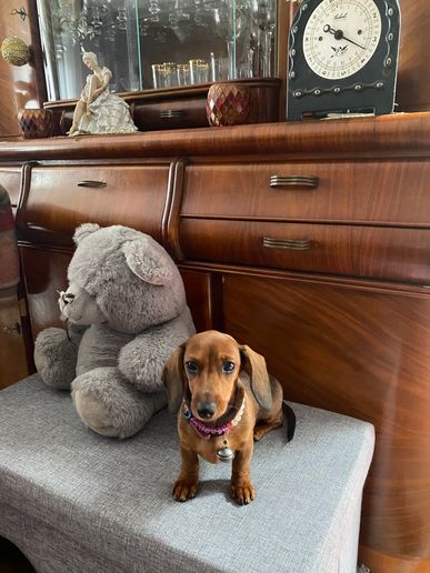 Blaze von den Dackelwinzlingen