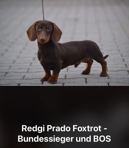 Redgi Prado Foxtrot