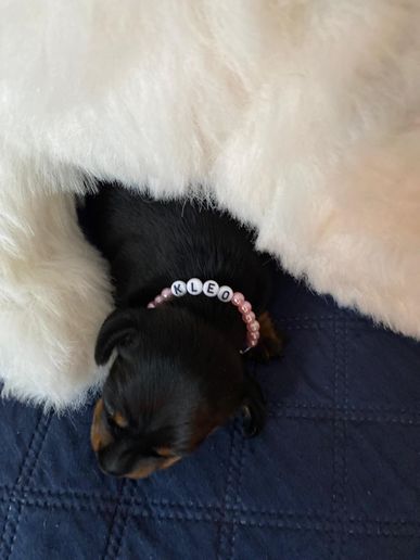 Fee-Kleo von den Dackelwinzlingen