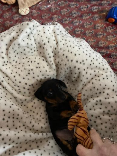 Fee-Kleo von den Dackelwinzlingen