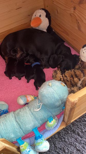 Candy mit ihren Babys (1)