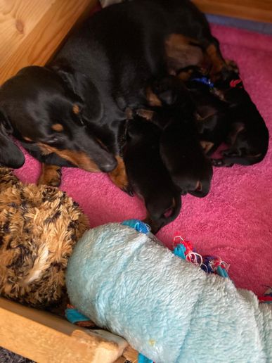 Candy mit ihren Babys