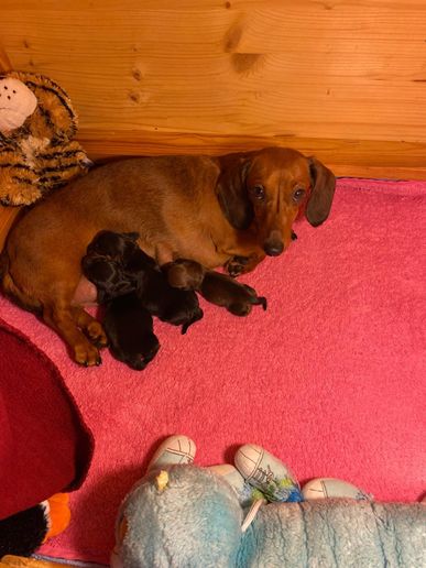 Blaze mit allen Welpen