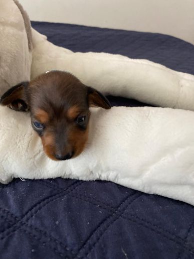 Hero-Sepple von den Dackelwinzlingen