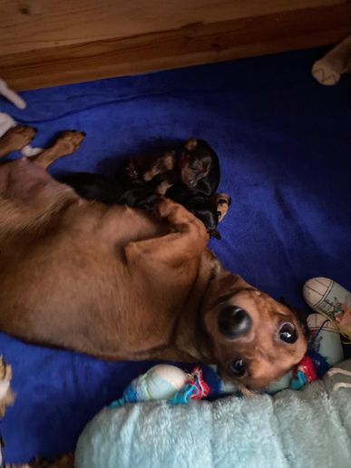 Blaze mit allen Welpen (1)