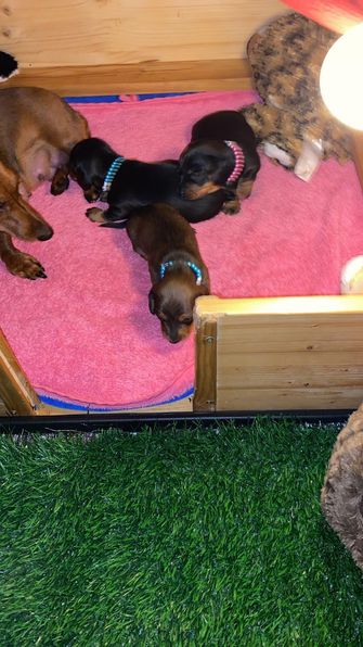 Blaze mit allen Welpen (2)